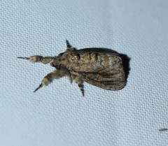 Dasychira atrivenosa