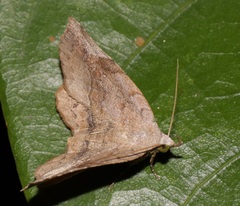 Pangrapta curtalis