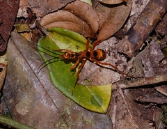 Sphictostethus gravesii