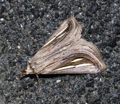 Schistorhynx argentistriga