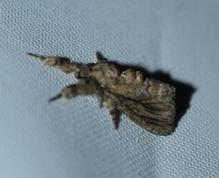 Dasychira atrivenosa