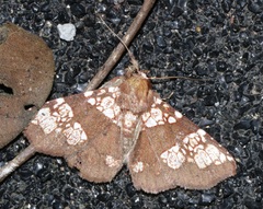 Saroba pustulifera