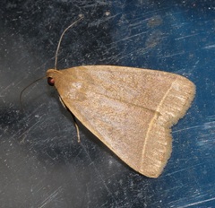 Simplicia cornicalis