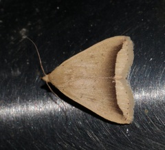 Simplicia mistacalis