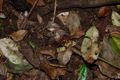 Sphictostethus gravesii