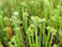 Filago germanica