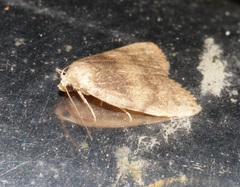 Anachrostis