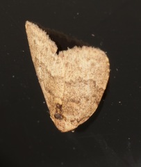 Anachrostis