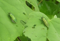 Agaeocera scintillans