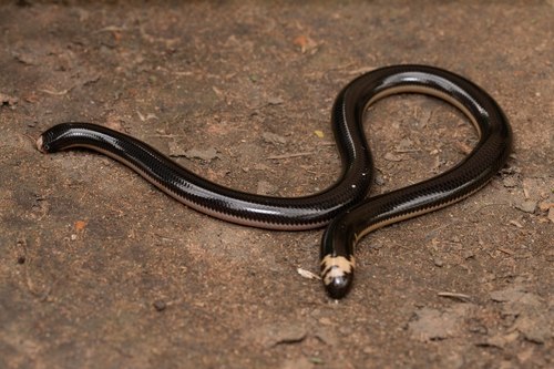 Photo of a Reticulate Worm Snake (Amerotyphlops reticulatus)