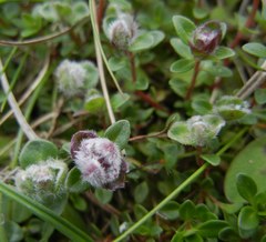 Aceria thomasi