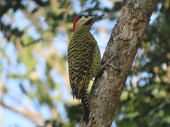 Colaptes melanochloros