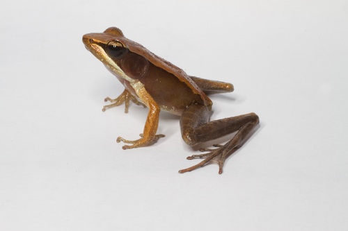Mantidactylus melanopleura