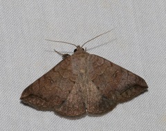 Blasticorhinus rivulosa