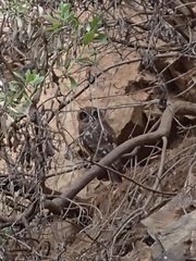 Ninox boobook boobook