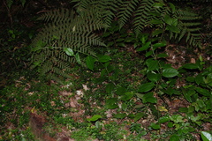 Elytropus chilensis