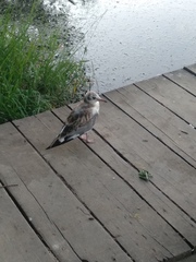 Chroicocephalus ridibundus