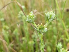 Filago germanica