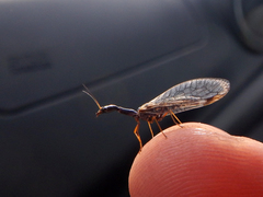 Dichrostigma flavipes