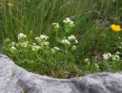Galium anisophyllon