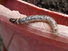Scolecocampa