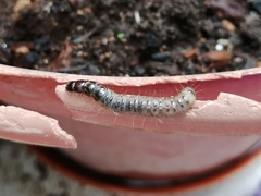 Scolecocampa