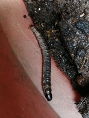 Scolecocampa