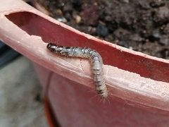 Scolecocampa
