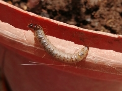 Scolecocampa