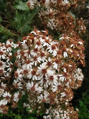 Olearia ilicifolia