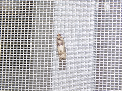 Pseudexentera knudsoni