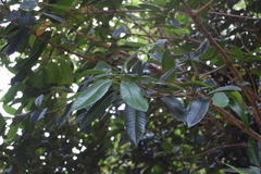 Caldcluvia paniculata