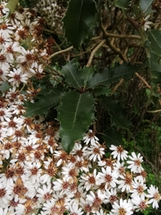 Olearia ilicifolia