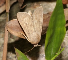 Floccifera erigida