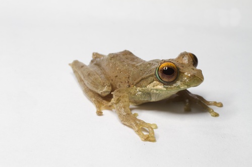 Boophis reticulatus