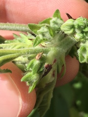 Malvapion malvae
