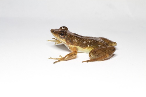 Mantidactylus majori