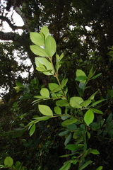 Laureliopsis philippiana