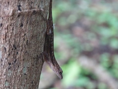 Anolis immaculogularis