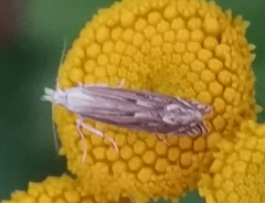 Isophrictis striatella