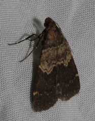 Hydrillodes nilgirialis