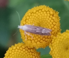 Isophrictis striatella