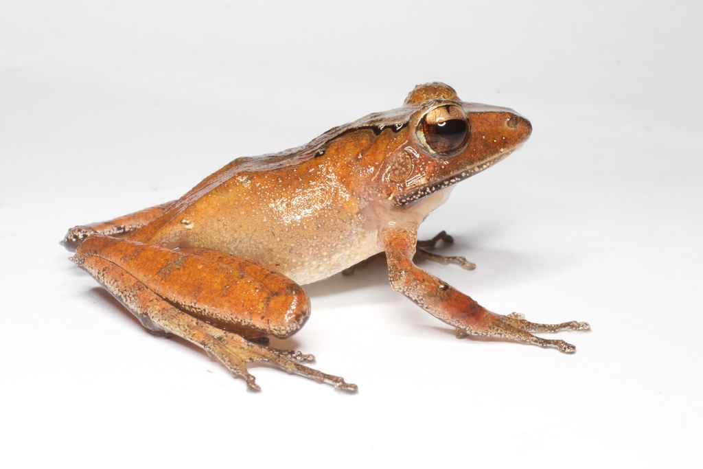 Common Madagascar Frog