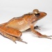 Sculpted Madagascar Frog - Photo (c) Brian Gratwicke, some rights reserved (CC BY)
