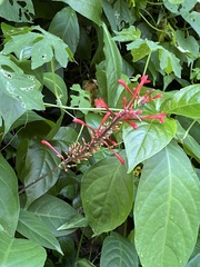 Odontonema cuspidatum