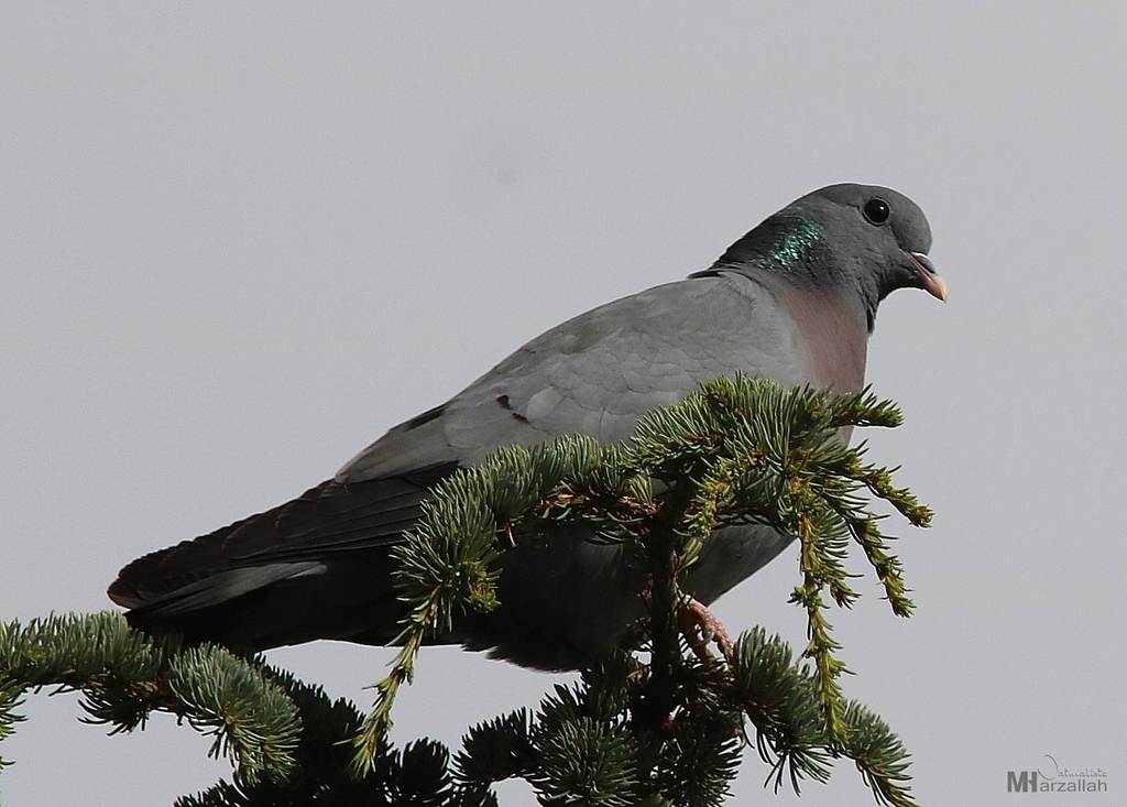 Western Stock Dove