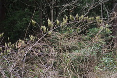 Stachyurus praecox