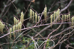 Stachyurus praecox