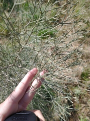 Baccharis notosergila