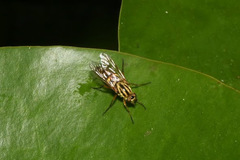 Thereva aurata